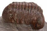 Red Morocops Trilobite - Hmar Laghdad, Morocco #328629-1